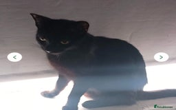 British Shorthair cats for sale: Black short-haired kitten 9 weeks old  - Image 6
