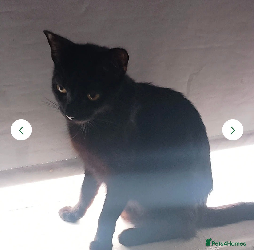 British Shorthair cats for sale: Black short-haired kitten 9 weeks old  - Image 6