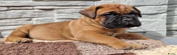 Bullmastiff dogs for sale: Bullmastiff puppies available gor new homes.. - Advert 10