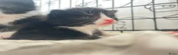 Mixed Breed cats for sale: Kitten  - Advert 8