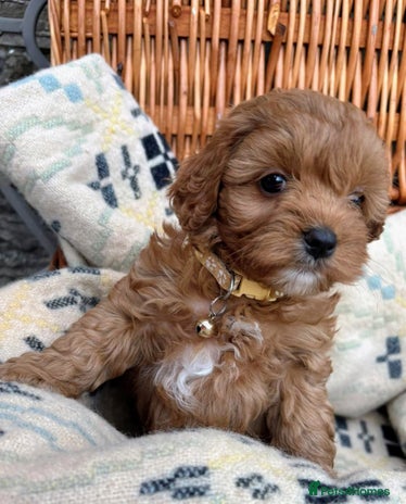 Cockapoo dogs - Advert 1