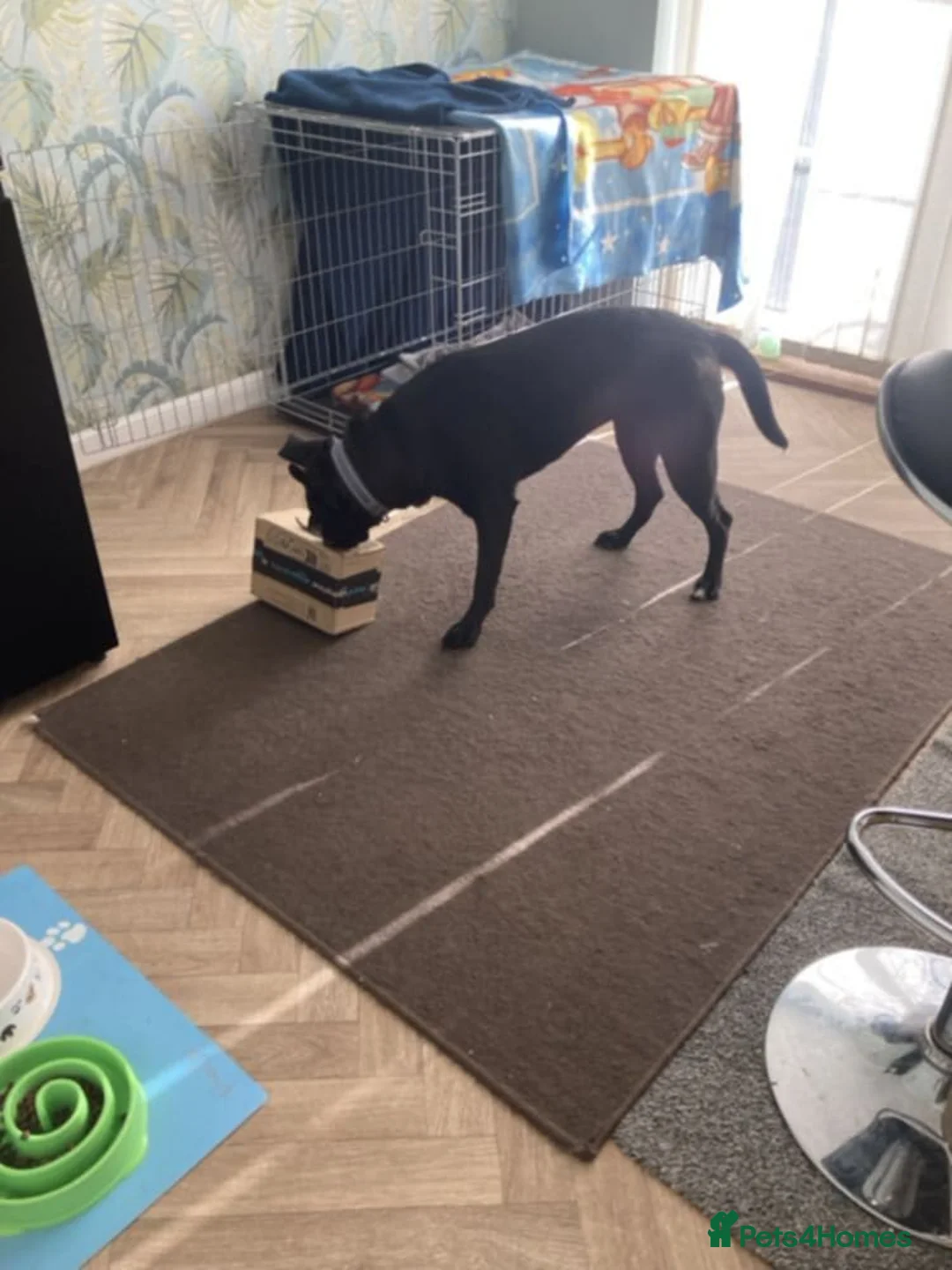 Mixed Breed dogs for adoption: Hollie needs a forever home - Advert 3