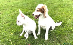 French Bulldog dogs for sale: Such a honest little lady - Image 13