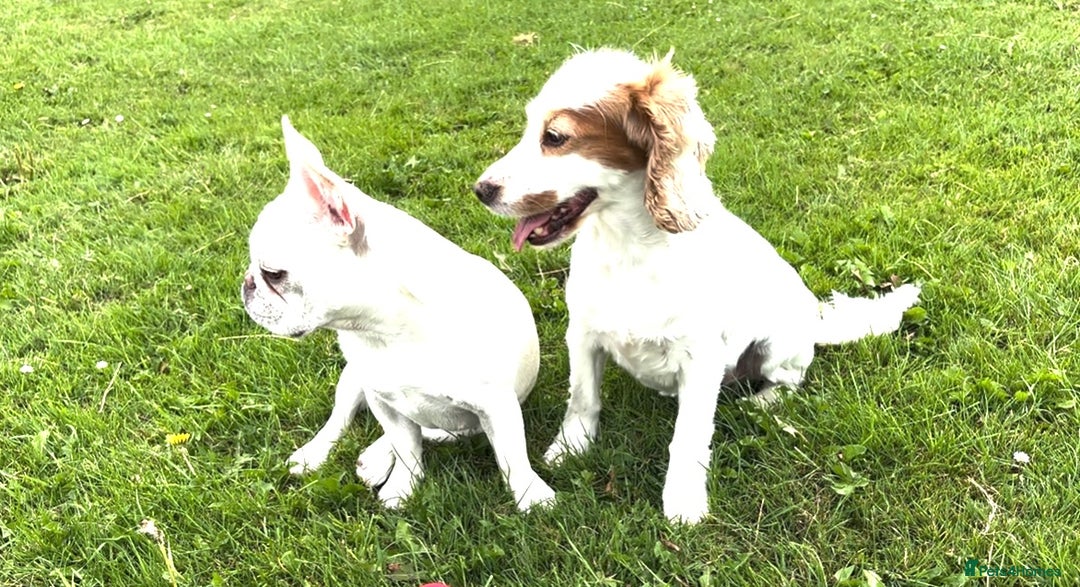 French Bulldog dogs for sale: Such a honest little lady - Image 13