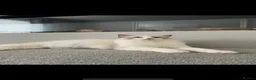 Ragdoll cats for sale: Ragdoll female  - Advert 2