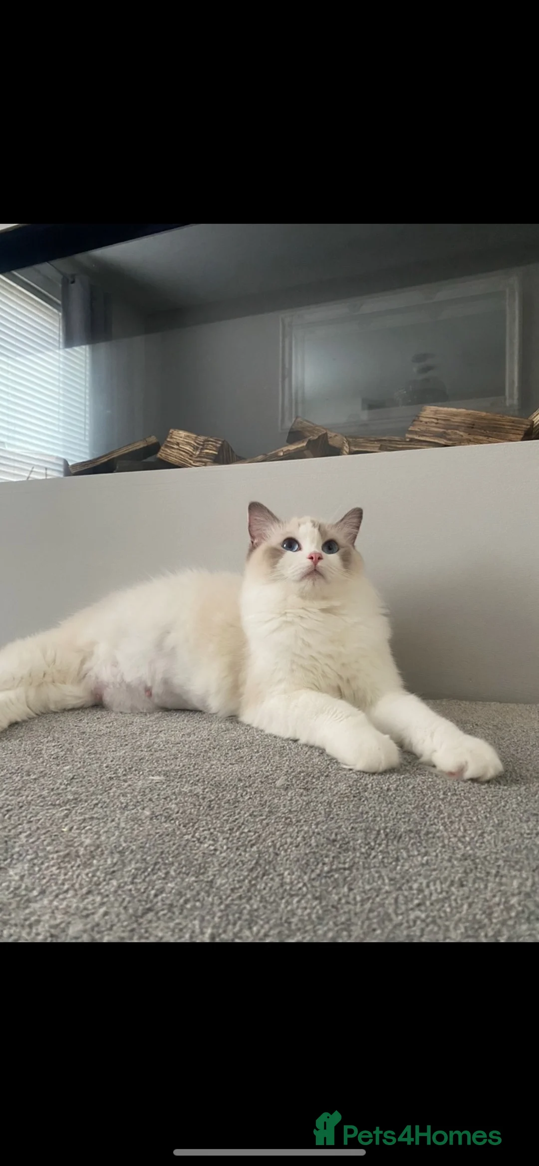 Ragdoll cats for sale: Ragdoll female  - Advert 2