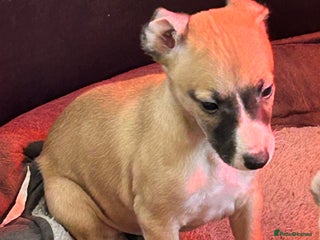 Whippet dogs Beautiful pure bred pups - Advert 2