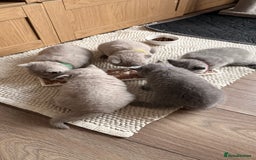 British Shorthair cats for sale: 5 beautiful BSH kittens - Image 21