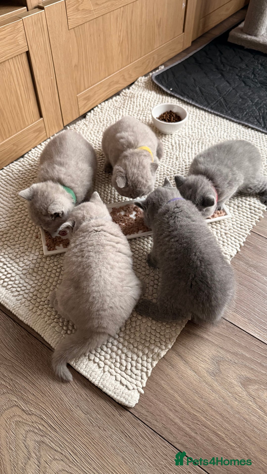 British Shorthair cats for sale: 5 beautiful BSH kittens - Image 21