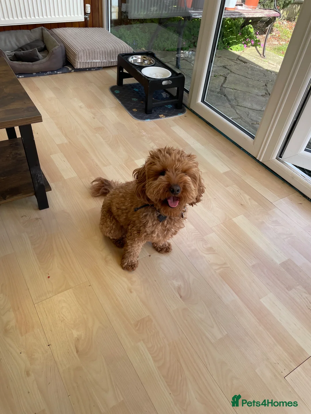 Cavapoo dogs for stud: For stud  - Advert 2
