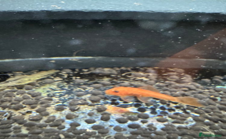 Plecos fish - Advert 10
