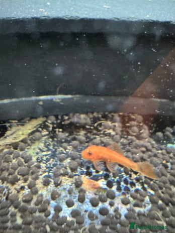 Plecos fish - Advert 10
