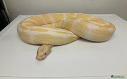 Python Snake reptiles for sale: Royal Pythons  - Image 9