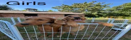 Labradoodle dogs for sale: Adorable Small Labradoodle Puppies - Advert 5