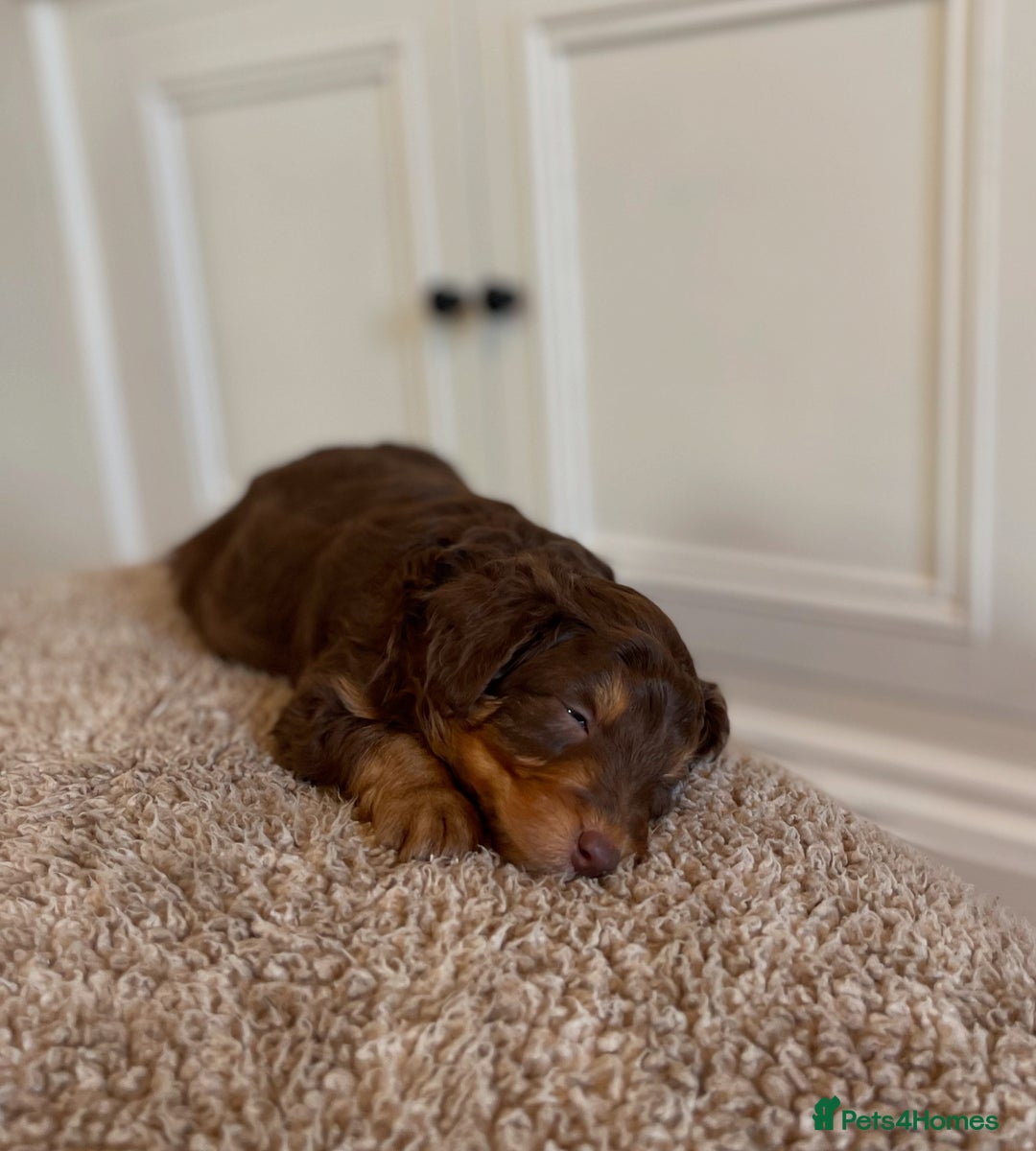 Bordoodle dogs for sale: OUTSTANDING *TRI COLOUR* MINIATURE BORDOODLES - Image 20
