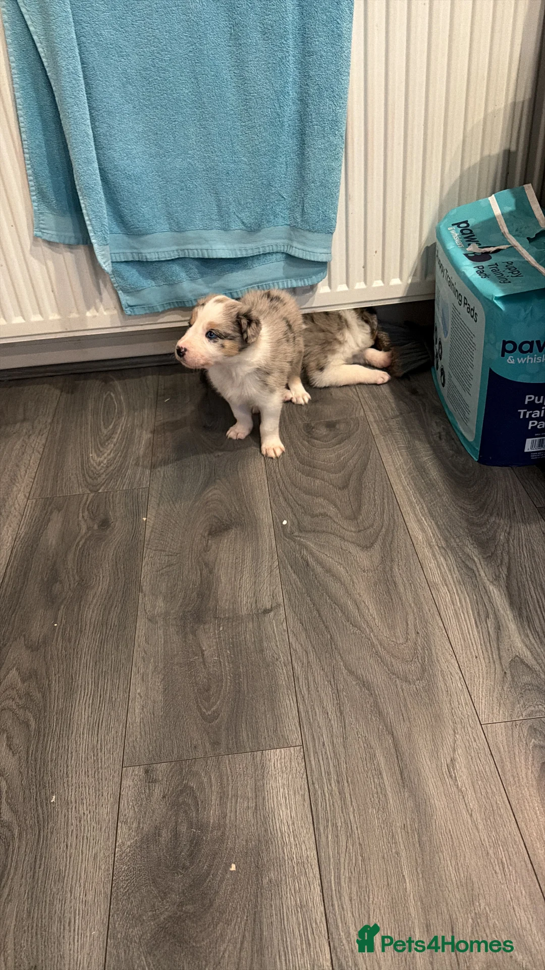 Mixed Breed dogs for sale: Stunning Border Collie Cross Puppies Family Raised - Advert 6