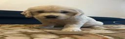 Golden Retriever dogs for sale: Golden retriever KC registered ,KC DNA Tested  - Advert 3