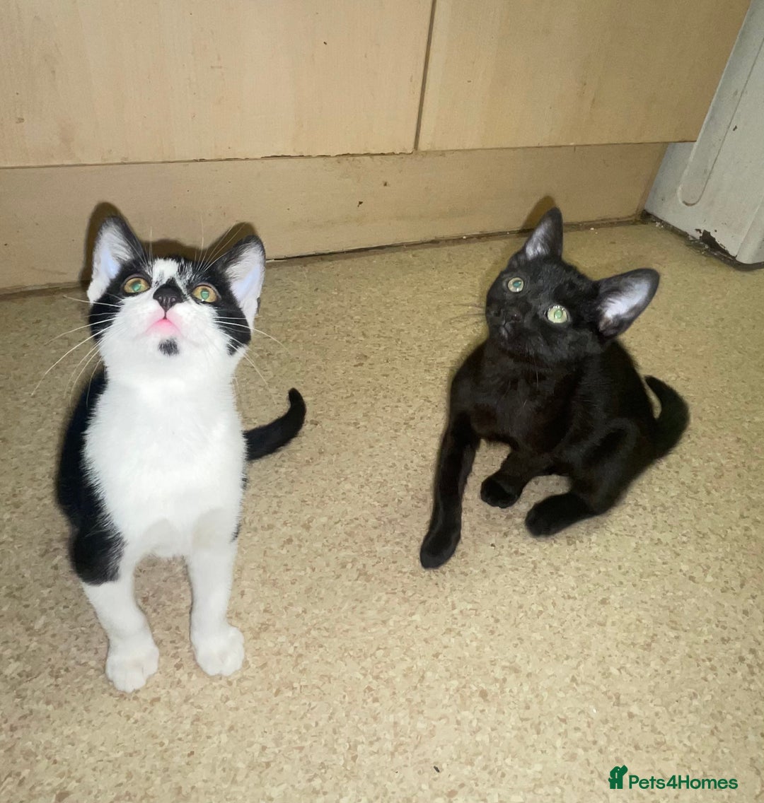 Mixed Breed cats for sale: Kittens for sale - Advert 4