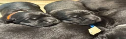 Labrador Retriever dogs for sale: Exceptional KC Reg Black Labs. Born 25 July.  in South Molton - Advert 3