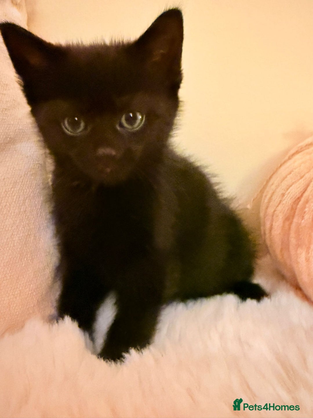 Mixed Breed cats for sale: 5 floofy kittens ready to find their forever homes - Image 4