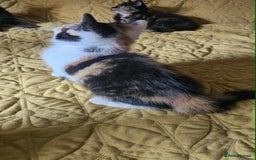 British Shorthair cats for sale: PURE BSH KITTENS READY NOW! - Image 16