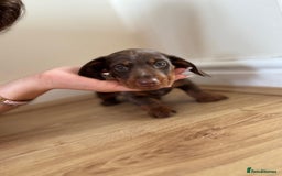 Dachshund dogs for sale: Chocolate male dachshund puppy  - Image 3