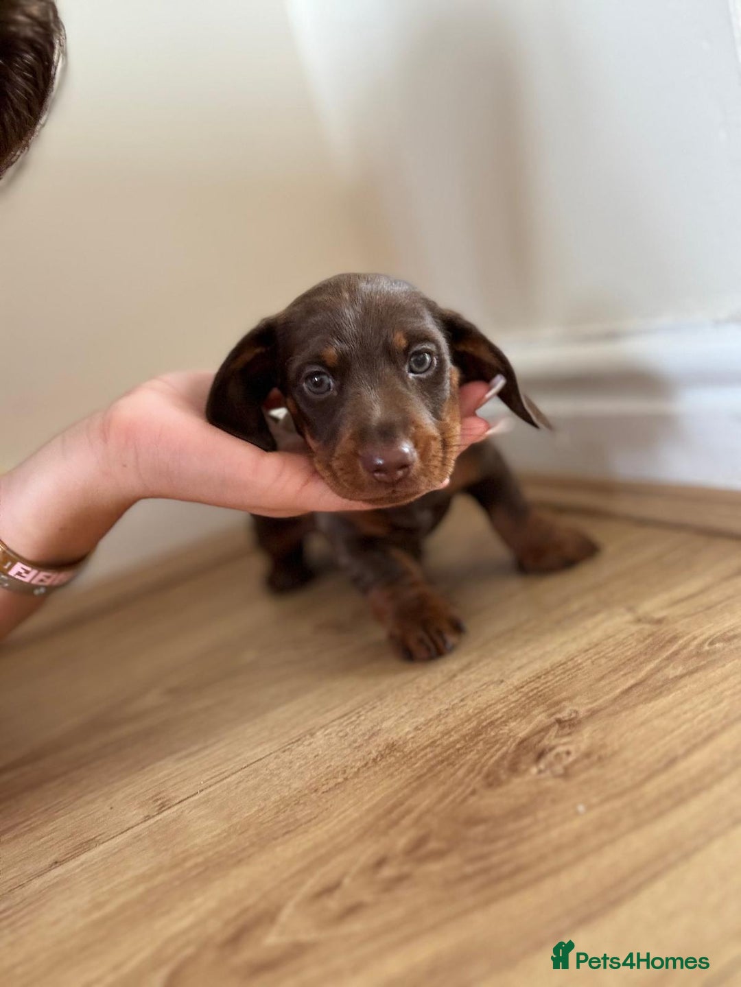 Dachshund dogs for sale: Chocolate male dachshund puppy  - Image 3