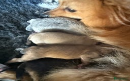 Pomeranian dogs for sale: STUNNING mini Pomeranians  - Image 12