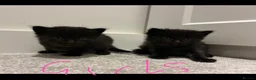 Mixed Breed cats for sale: 6x Part bengal/long haired kittens  - Advert 19