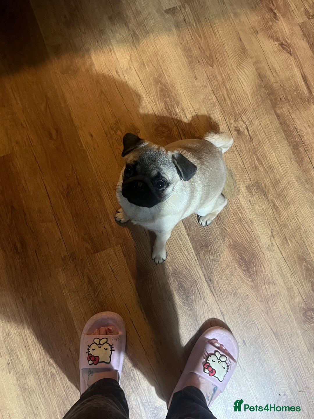 Pug dogs for sale: Lovable friendly Pug looking for her 5 star home  - Advert 7