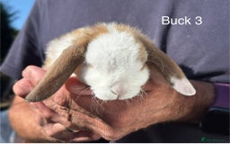 Mini Lop rabbits for sale: Gorgeous Pure Mini Plush Lops - Image 12