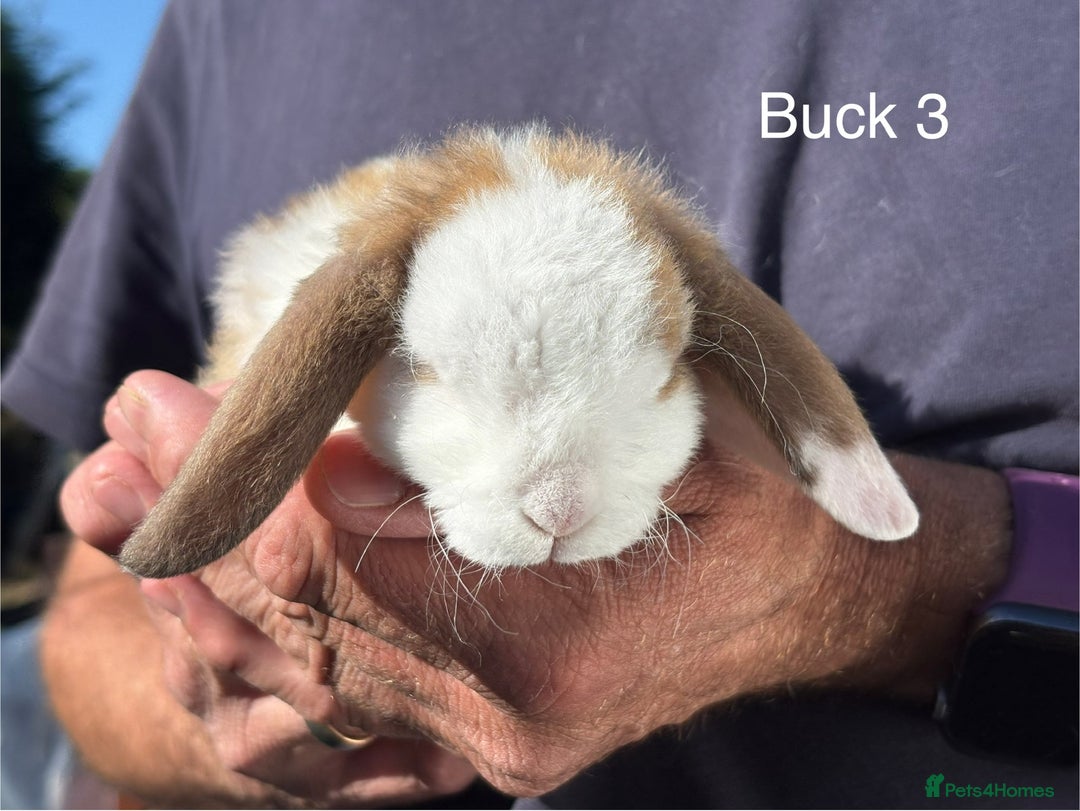 Mini Lop rabbits for sale: Gorgeous Pure Mini Plush Lops - Image 12