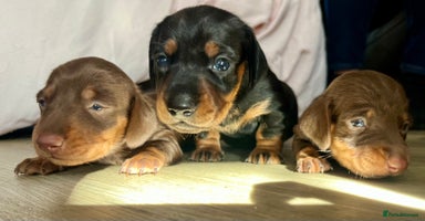 Miniature Dachshund dogs - Advert 6
