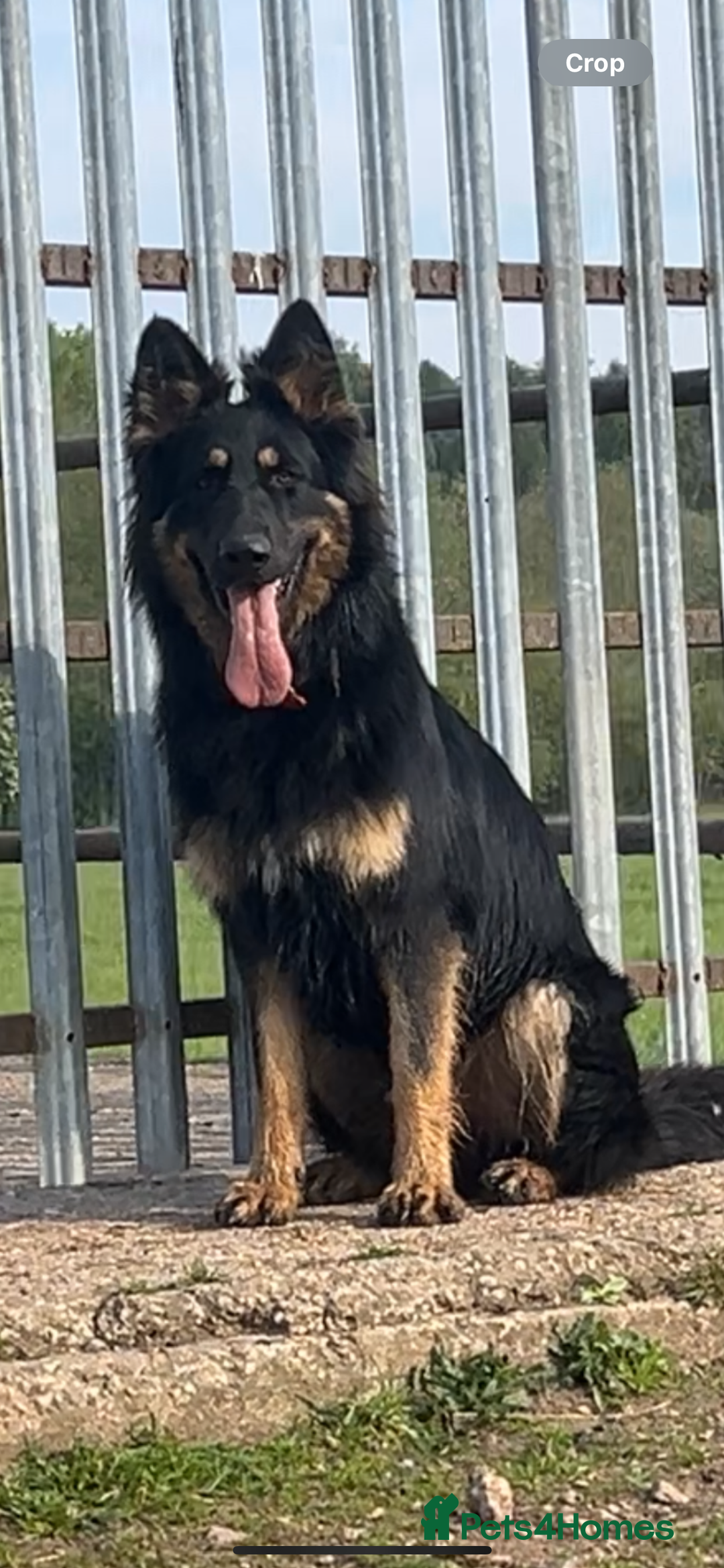 German Shepherd dogs for stud: STUD KC registered Black and Tan German shepherd  in Nottingham - Advert 6