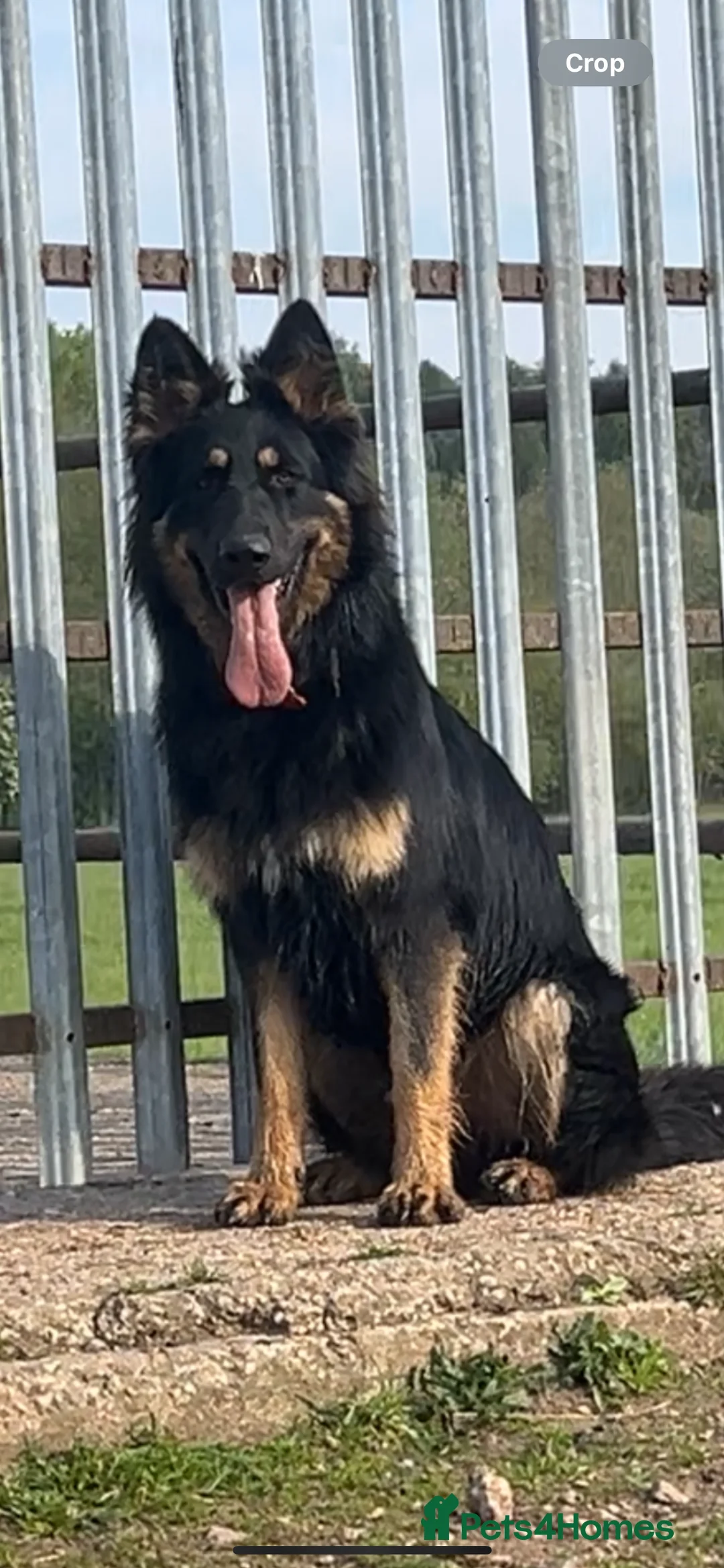 German Shepherd dogs for stud: STUD KC registered Black and Tan German shepherd  in Nottingham - Advert 6