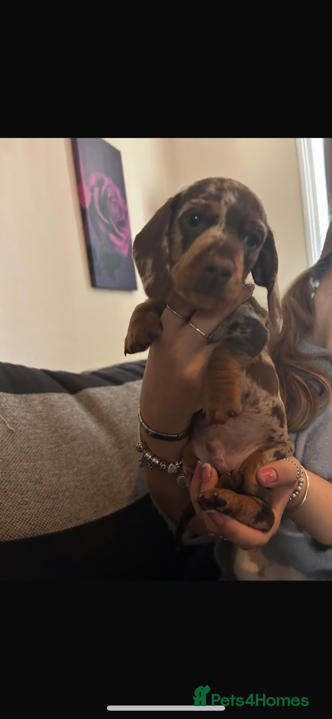 Miniature Dachshund dogs for sale: Miniature dachshunds  - Image 1
