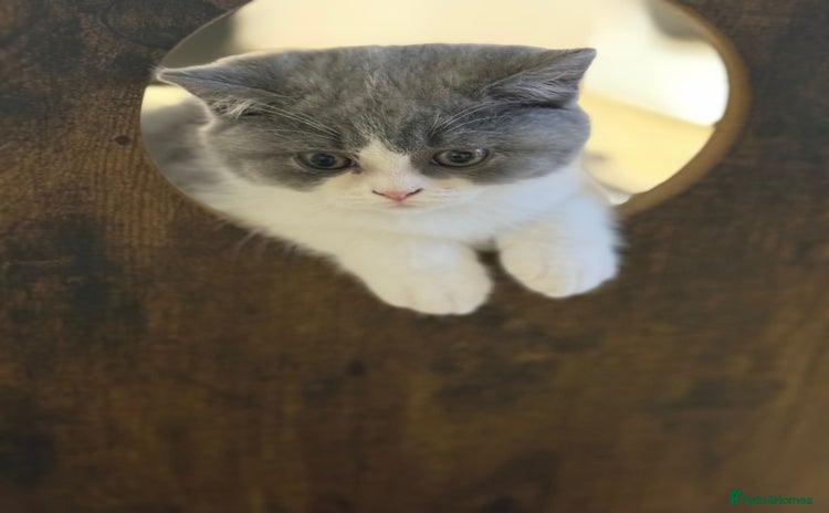 British Shorthair cats - Advert 4