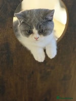 British Shorthair cats - Advert 5