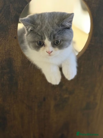 British Shorthair cats - Advert 4