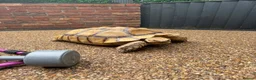 Tortoise reptiles for sale: Sulcata tortoise  - Advert 5