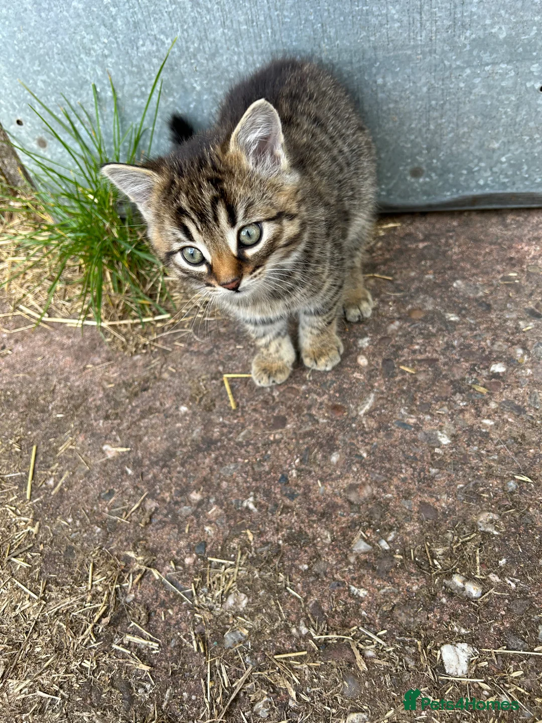 Mixed Breed cats for sale: 2 Tabby Kittens for Sale. Ready now. - Advert 7