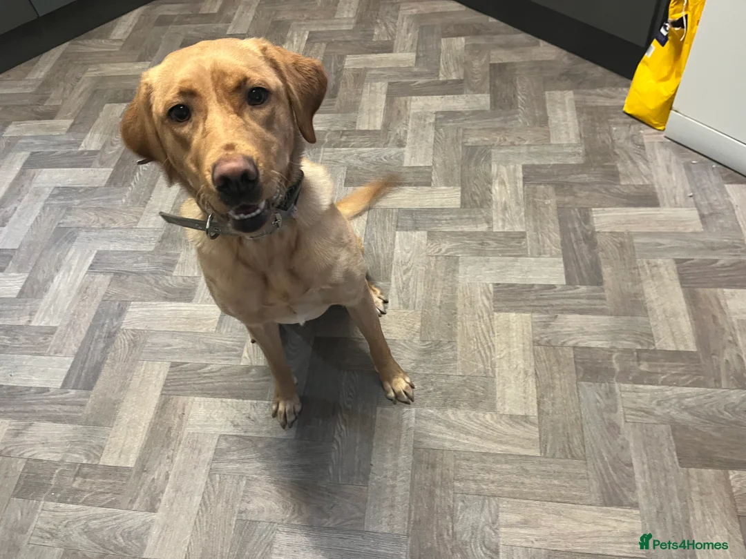 Labrador Retriever dogs for sale: 11 month old female Labrador  - Advert 2