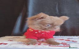 Chihuahua dogs for sale: Long haired chihuahua boys  - Image 3
