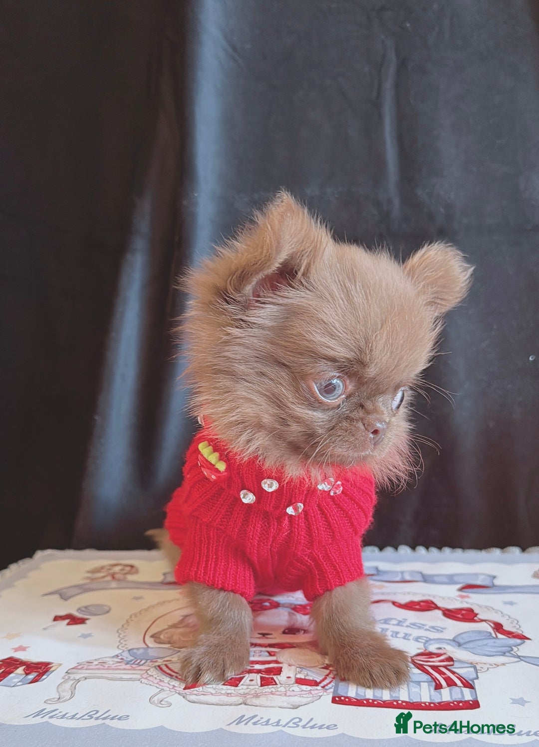 Chihuahua dogs for sale: Long haired chihuahua boys  - Image 3
