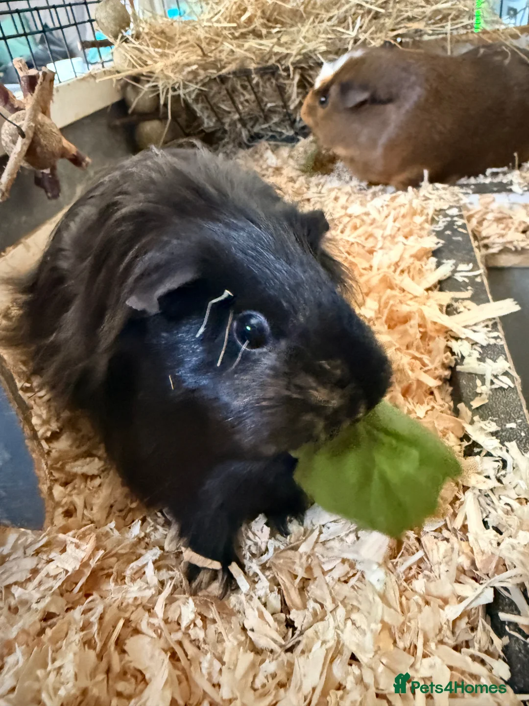 Guinea Pig rodents for sale: 2 female guinea pigs looking for new home - Advert 2