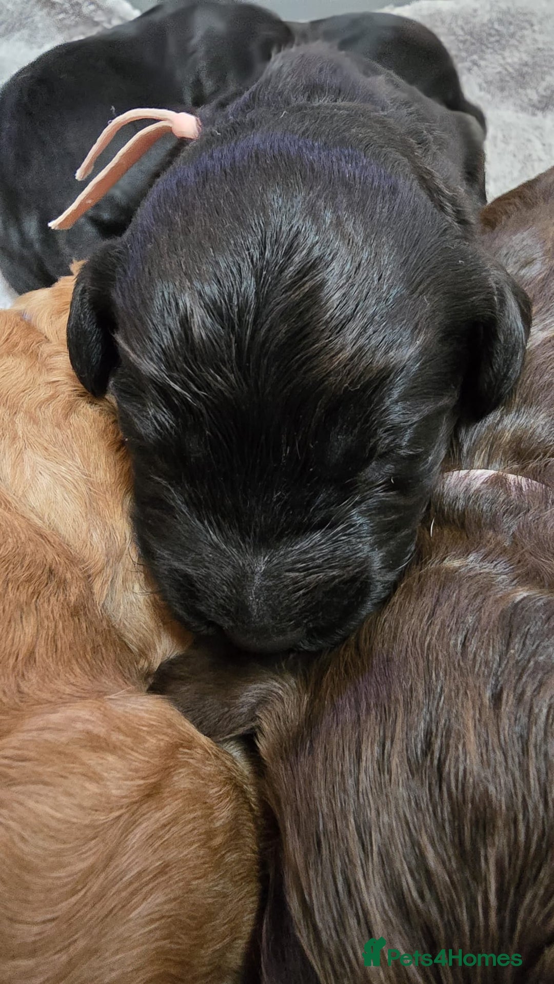 Cockapoo dogs for sale: Champion Line 🏆 F1 Miniature Cockapoo Puppies  - Image 14