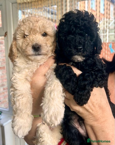 Cockapoo dogs - Advert 5