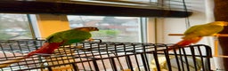 Conures birds for sale: Breading Pair of Green-Cheeked Conures Experienced - Advert 3