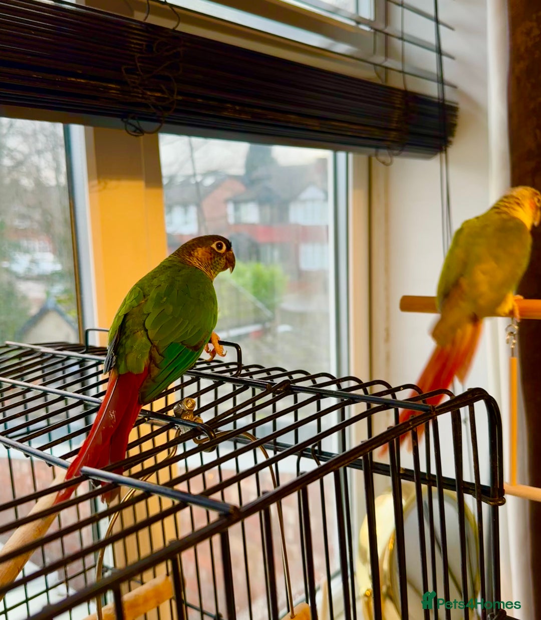 Conures birds for sale: Breading Pair of Green-Cheeked Conures Experienced - Advert 3