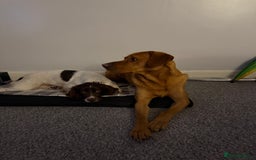 English Springer Spaniel dogs for sale: Fully trained ESS - Image 12